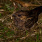 Lesser Nighthawk
