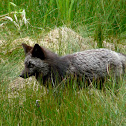 Red Fox