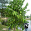 Petaling Tree