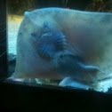 Razza chiodata - thornback ray