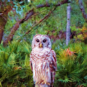 Barred Owl