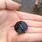 Spotted turtle.