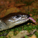 Pink-tongued skink