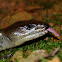 Pink-tongued skink