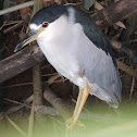 Black-Crowned Night-Heron
