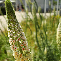 White Upright Mignonette