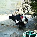 Muscovy Duck