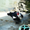 Muscovy Duck