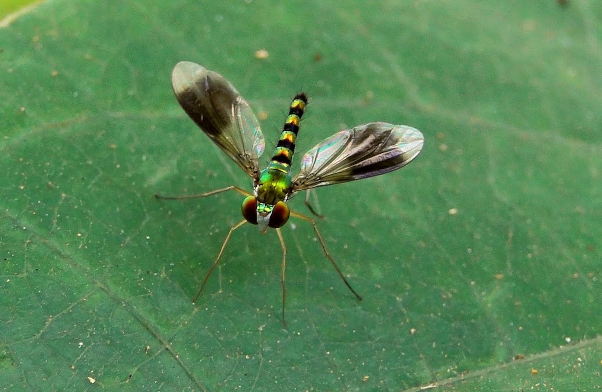Long-Legged Fly