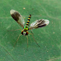 Long-Legged Fly