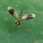Long-Legged Fly