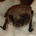 Pond bat
