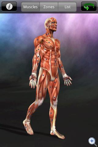 Muscle Trigger Point Anatomy