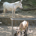Donkey