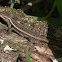 Rosebelly Lizard