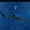 Tiburón Ballena