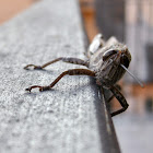 Grasshopper