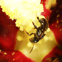 Stingless Bee