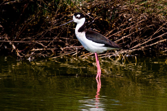 Spotting Image 1