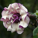 Angel's Trumpet