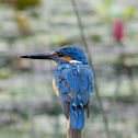 Common Kingfisher