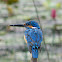 Common Kingfisher