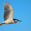 Black-crowned Night Heron