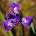 Wild iris