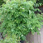 Robinia leaves