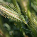 Barley