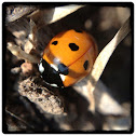Seven-spotted Lady Beetle