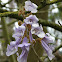 Empress Tree