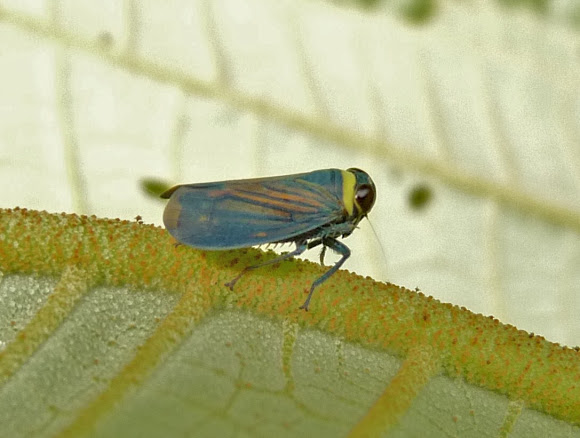 Spotting Image 1