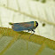 Leafhopper