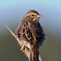 Savannah Sparrow