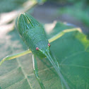Common True Katydid nymph