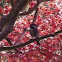 Chickadee