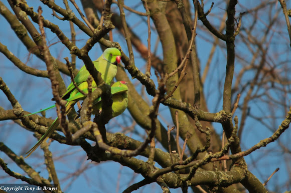 Spotting Image 1