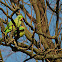 Rose-ringed Parakeet