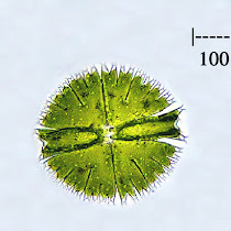 Microscopic Life 