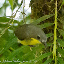 Golden-bellied Gerygone