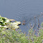 Coypu