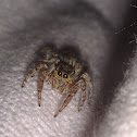 Spider