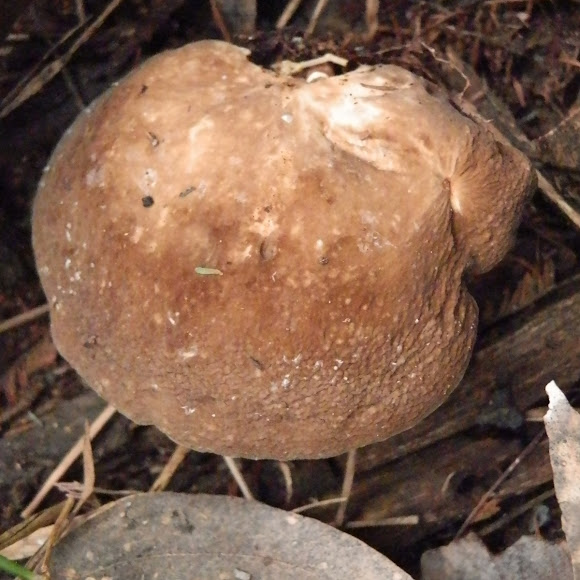 Spotting Image 1