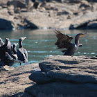 Double-crested cormorant