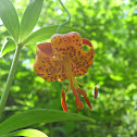 Michigan lily