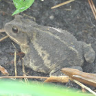 Toad