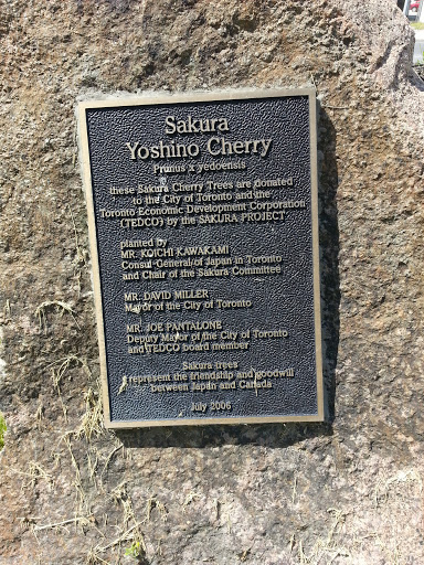 Sakura Yoshino Cherry