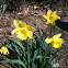 Daffodil