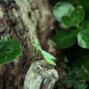 Springbok Mantis